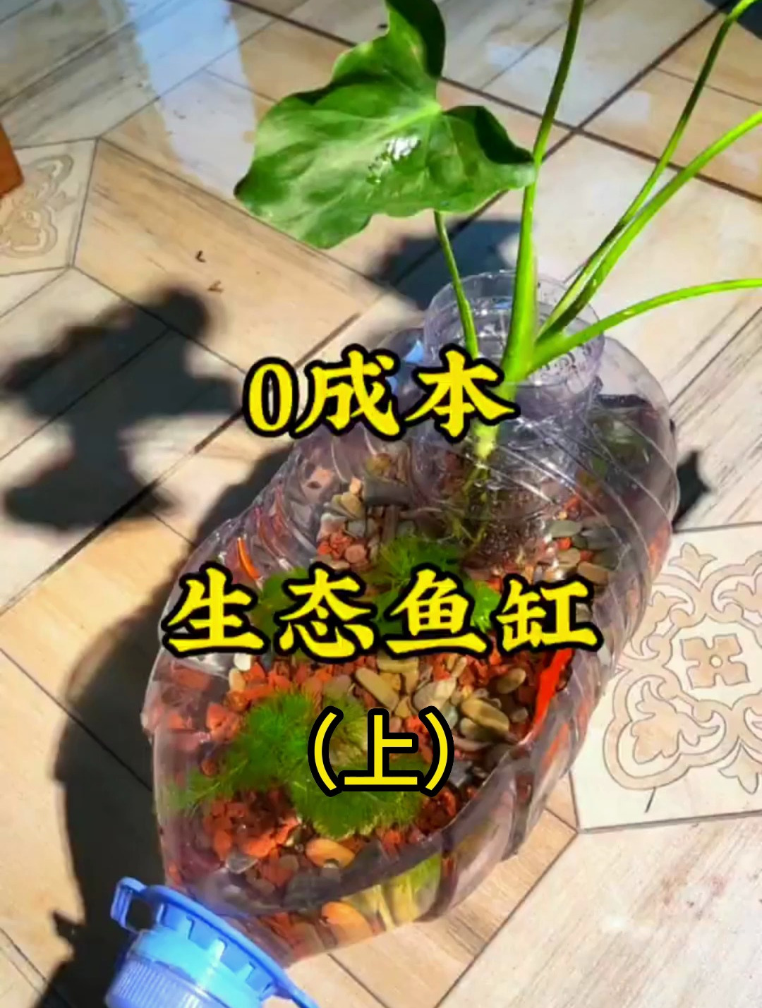 生态缸0成本就能制作?养鱼就是这么简单!