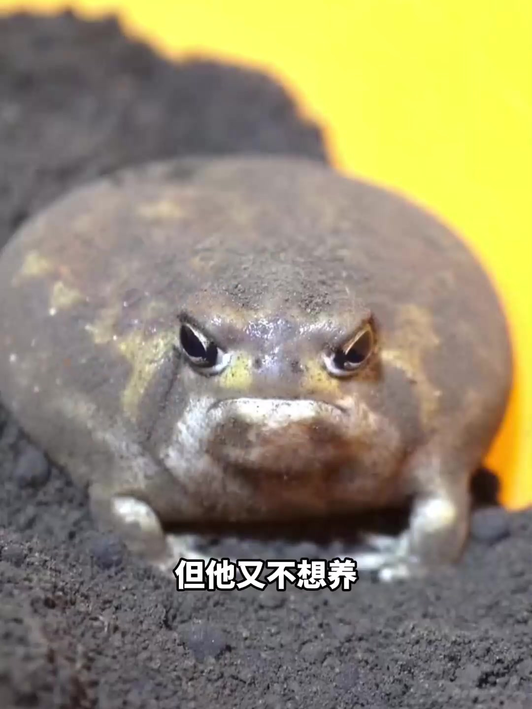 不会游泳跳跃的馒头蛙看起来太可爱了