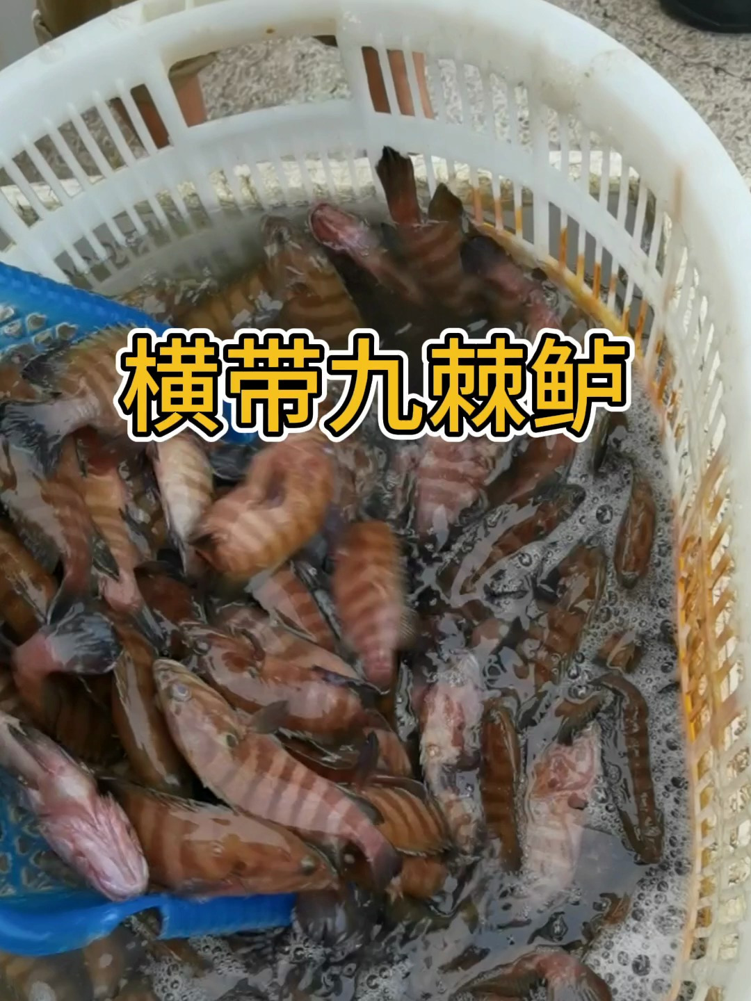 这种小石斑鱼 横带九棘鲈 挺好吃的