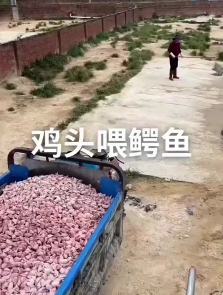 鸡头喂鳄鱼,这成本有点大吧!