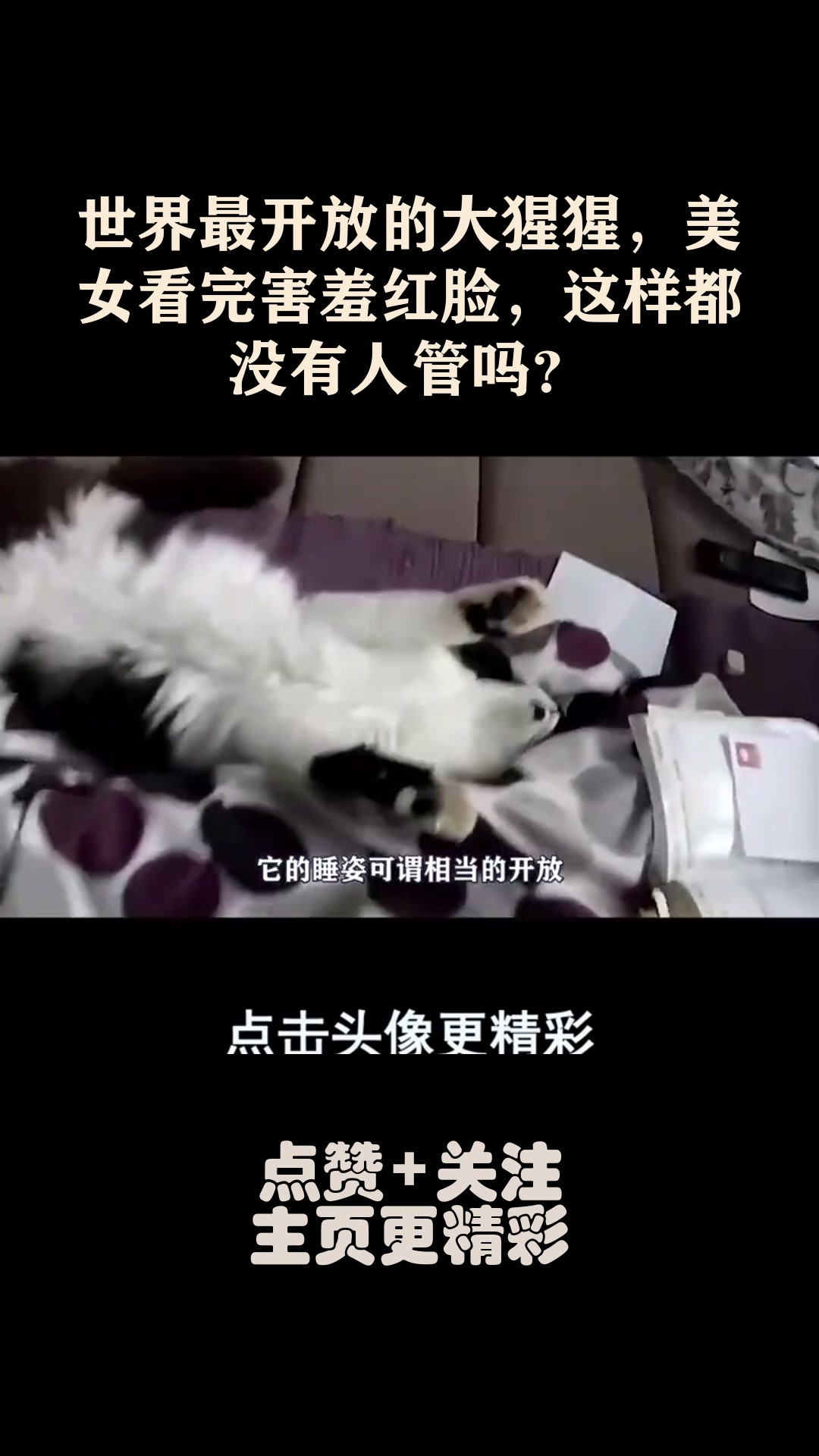 世界最开放的大猩猩,美女看完害羞红脸,这样都没有人管吗?