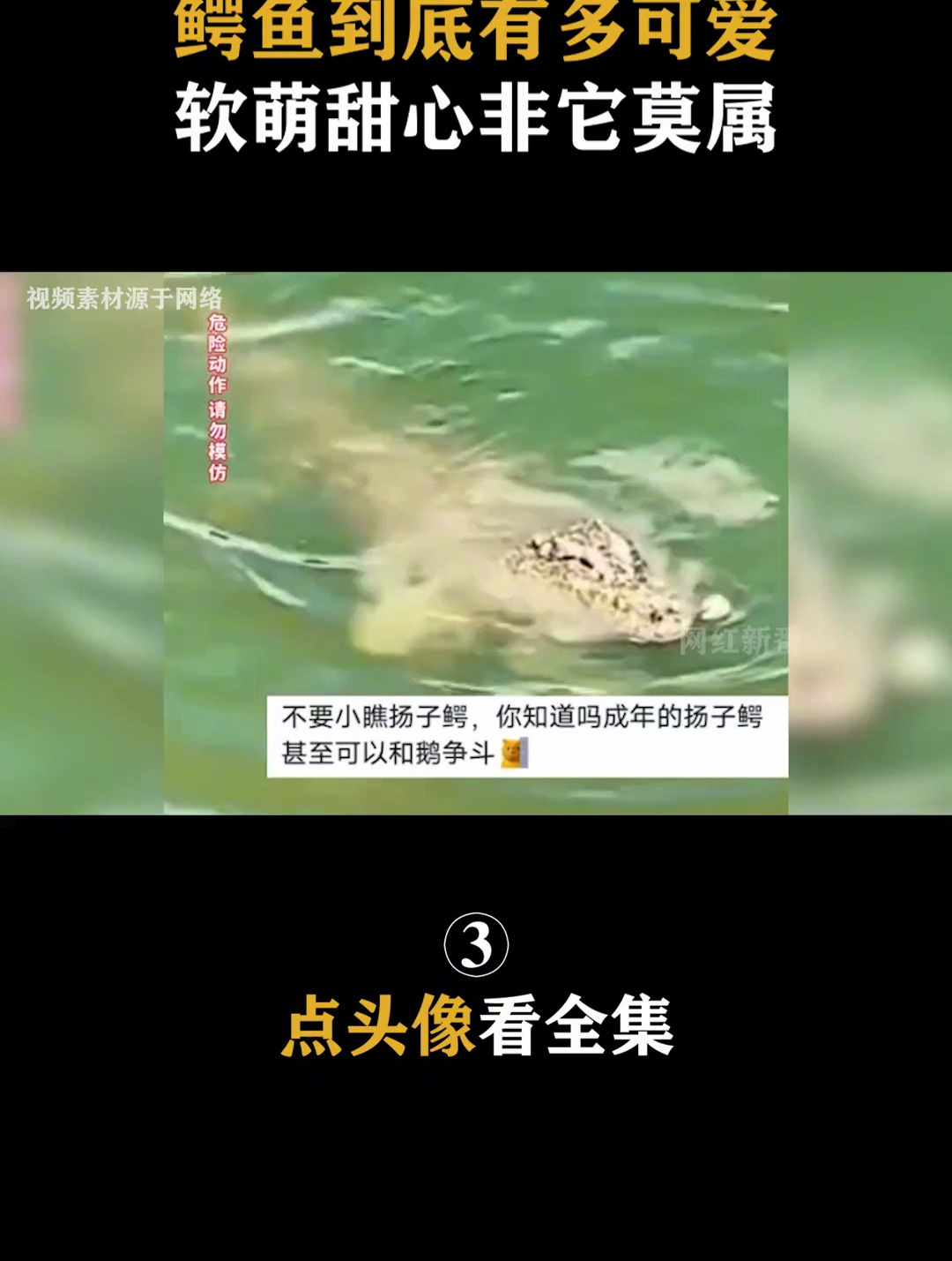到底有多可爱?软萌甜心非它莫属