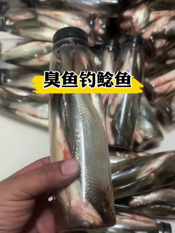 新鲜活鱼制作臭鱼钓鲶鱼原来钓鱼才是抖音运动顶流钓鱼