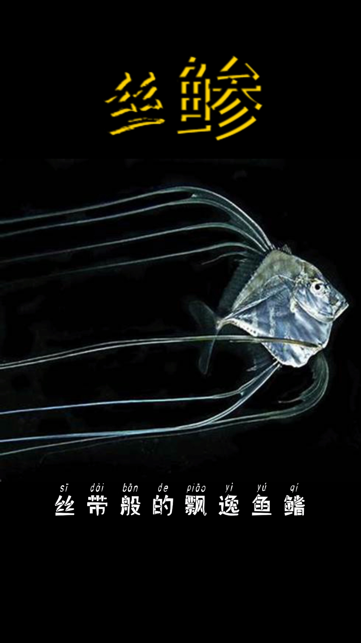海中精灵「丝鲹」好看又好吃的鱼不多少