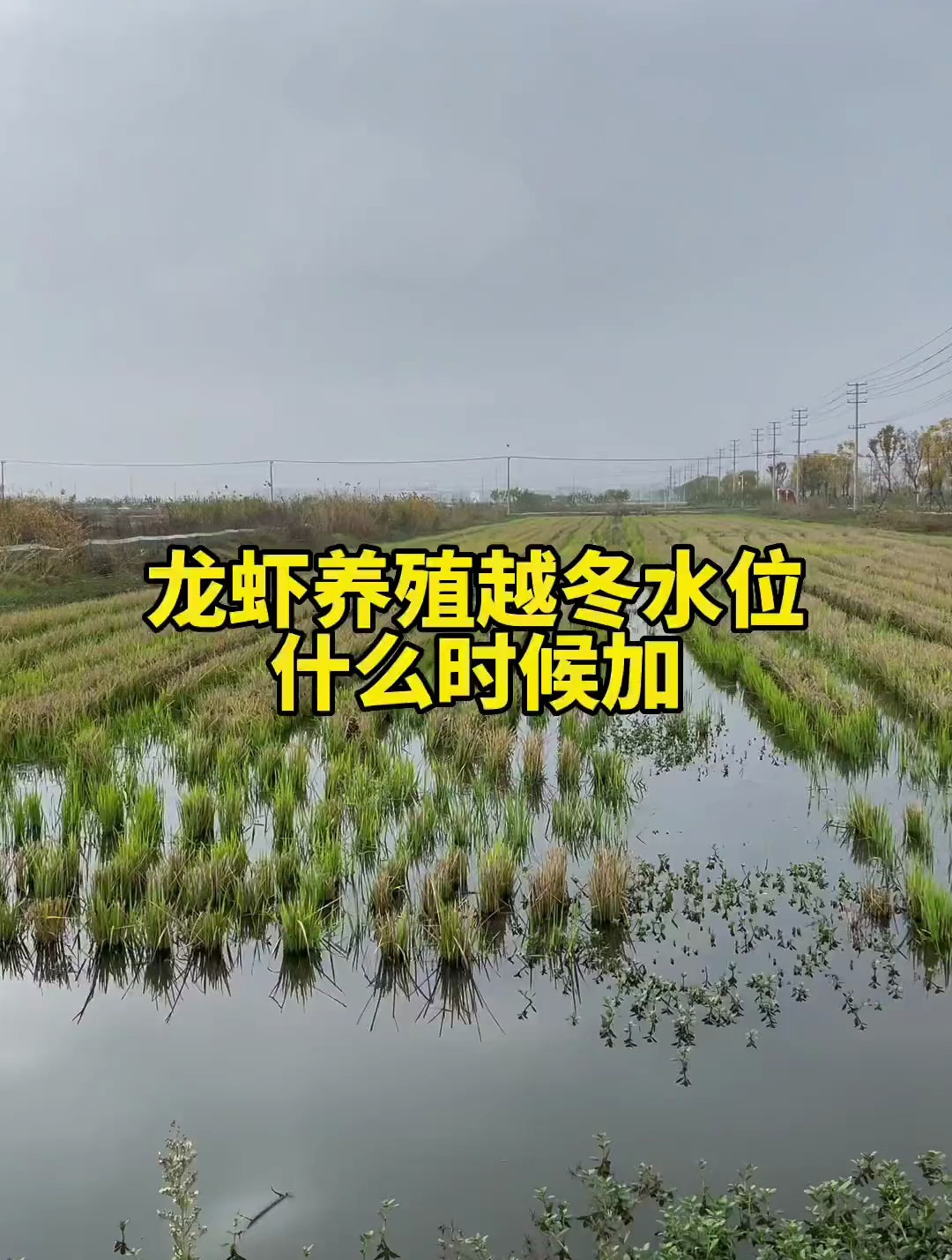 龙虾养殖越冬水位什么时候加?分享水产养殖技术