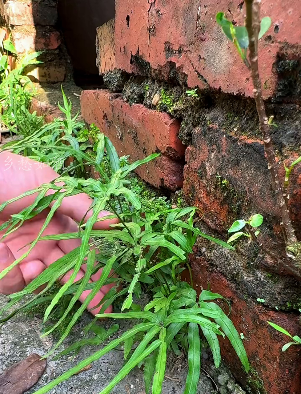 凤尾蕨,也叫井栏草、凤尾草,你那儿还长这种植物吗?