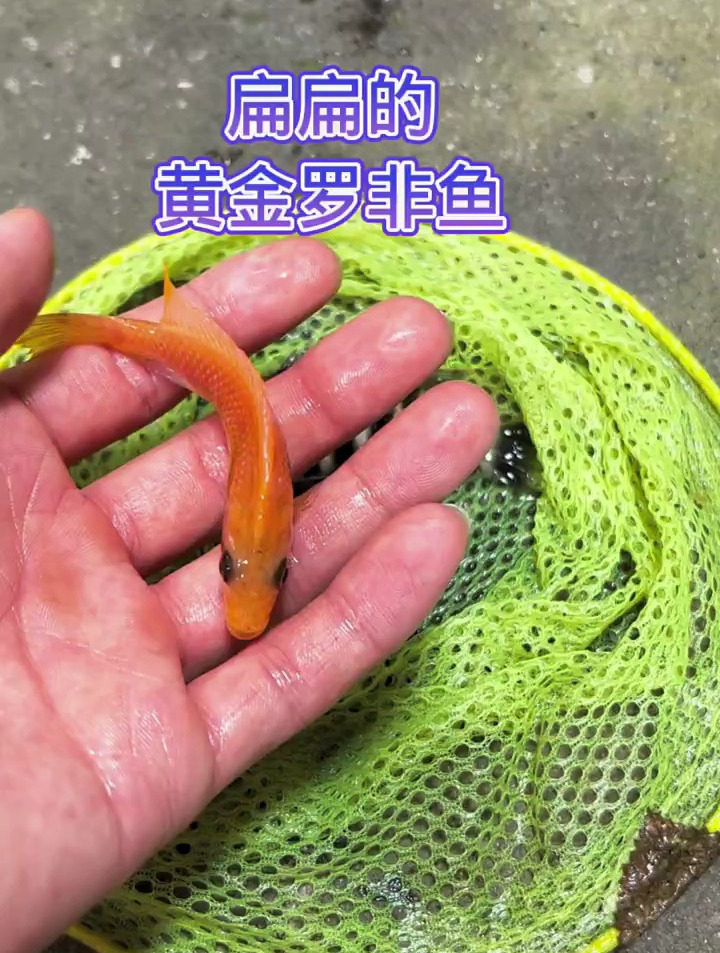扁扁的黄金罗非鱼