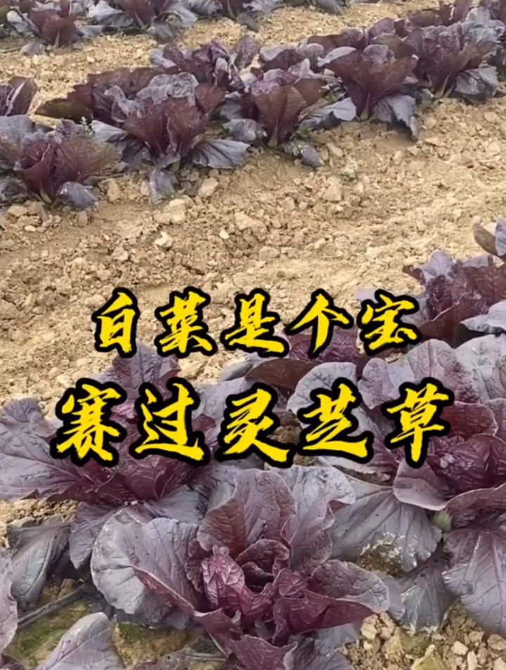 紫白菜你吃过吗?它是新品种白菜,掌握2个小技巧,出苗快产量高~