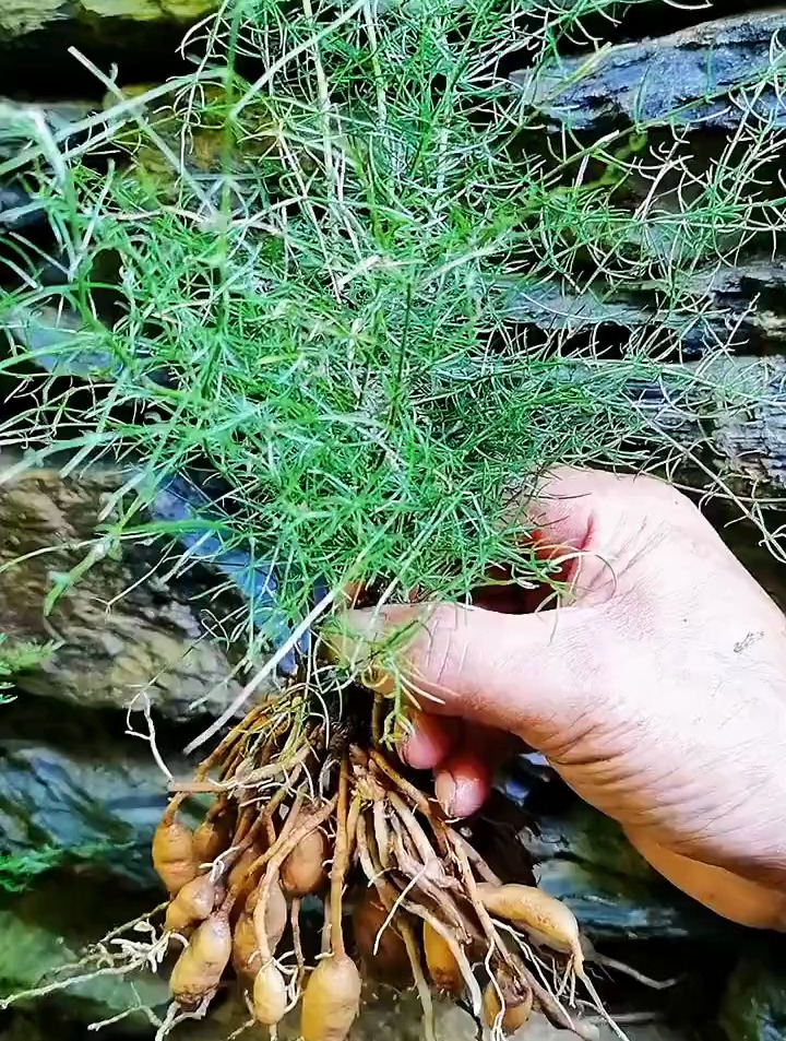 农村人都知道的草