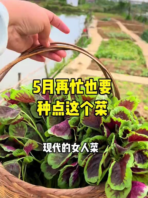 5月再忙也要种点这个菜,古代的长寿草,现代的女人菜!