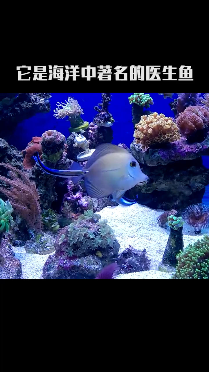 海洋妙手裂唇鱼 科普 涨知识 动物9