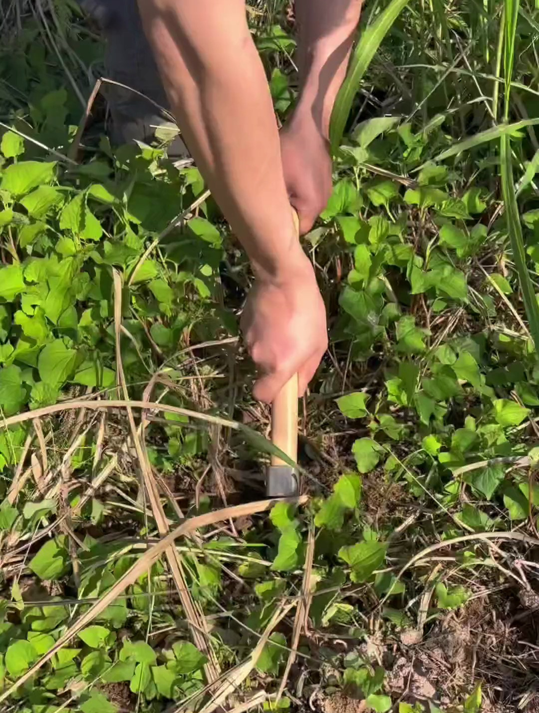 凉拌鱼腥草,大家吃过吗?