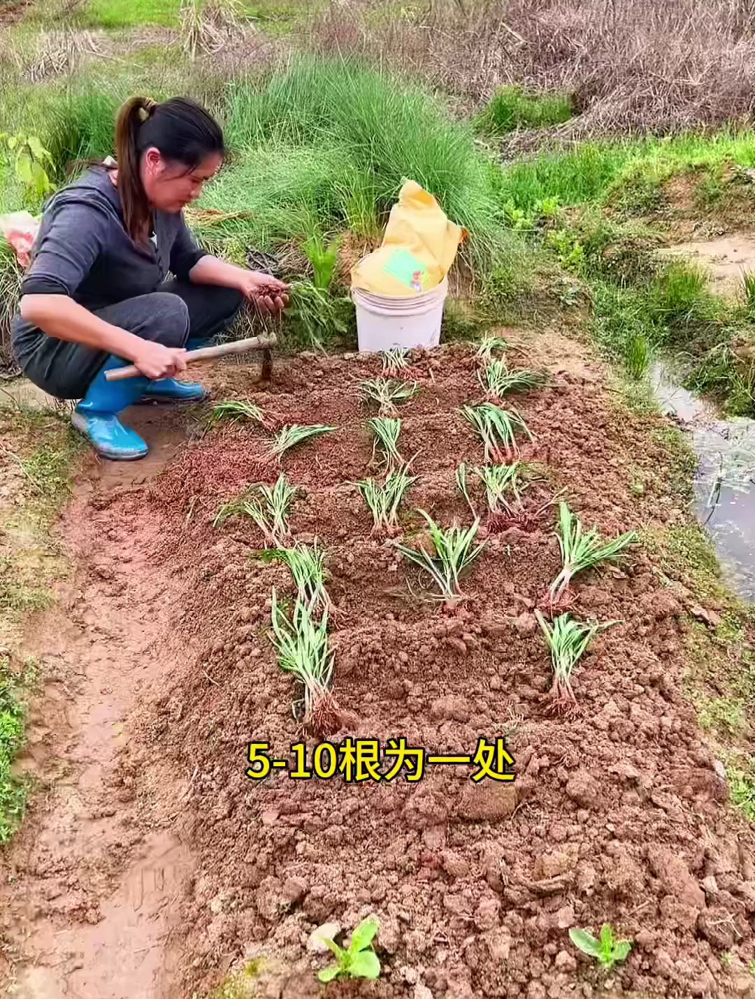 韭菜根如何栽种?剪根栽根是关键,种好了叶片肥厚,还越割越壮实
