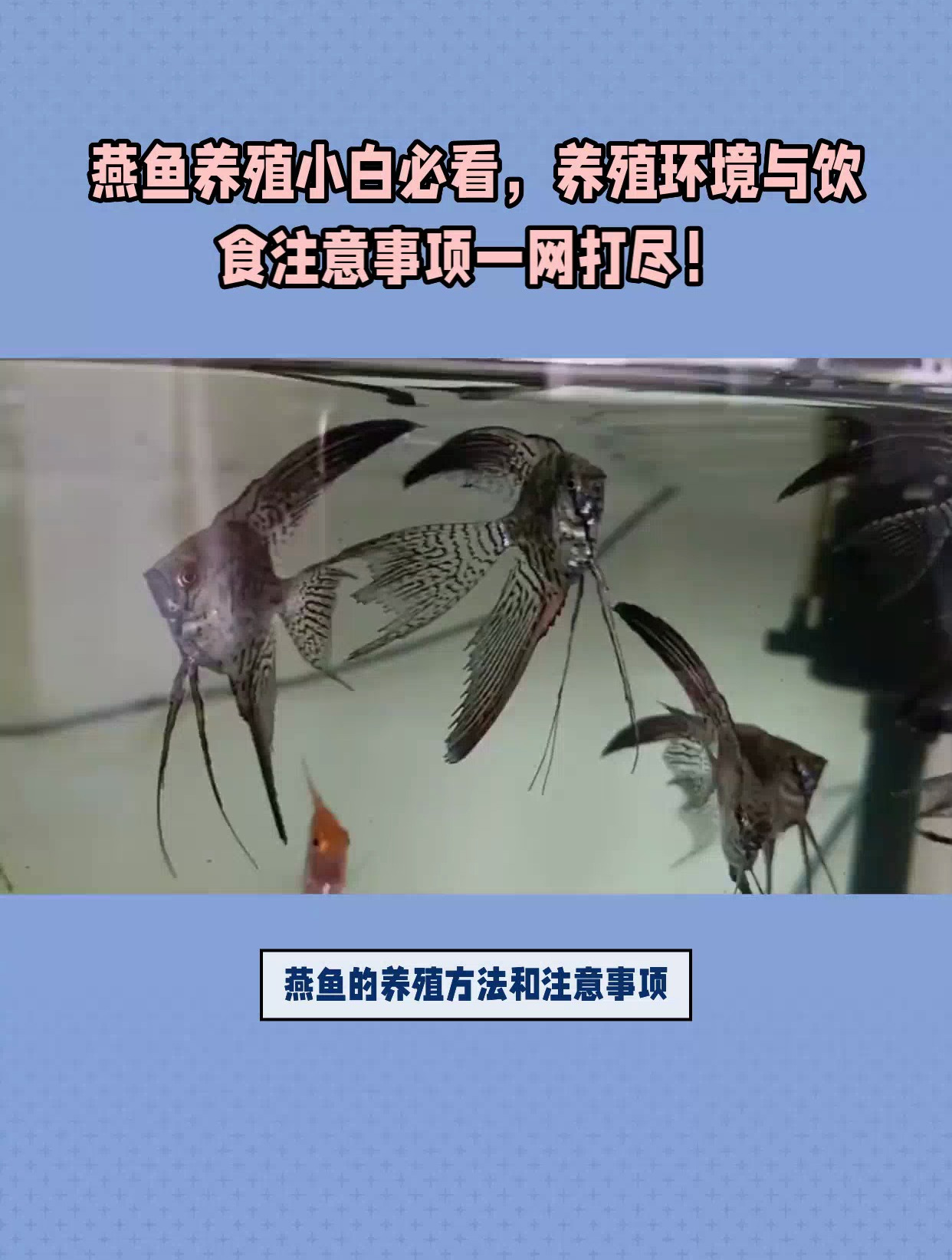 燕鱼养殖小白必看,养殖环境与饮 时注意事项一网打尽!