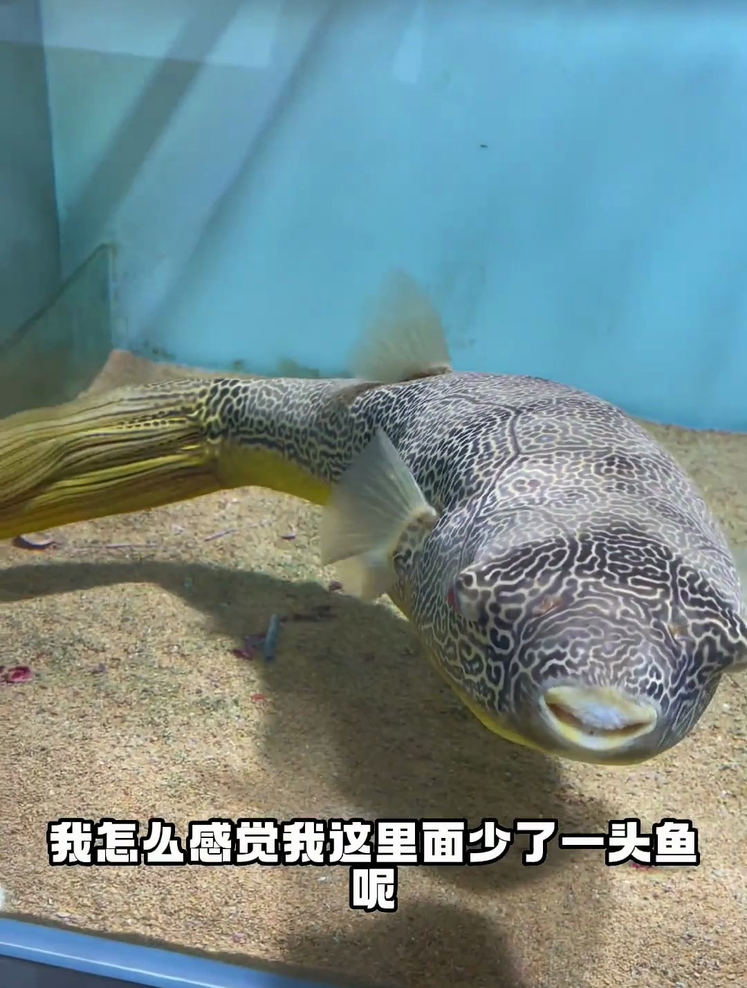 鱼缸过滤 热带观赏鱼