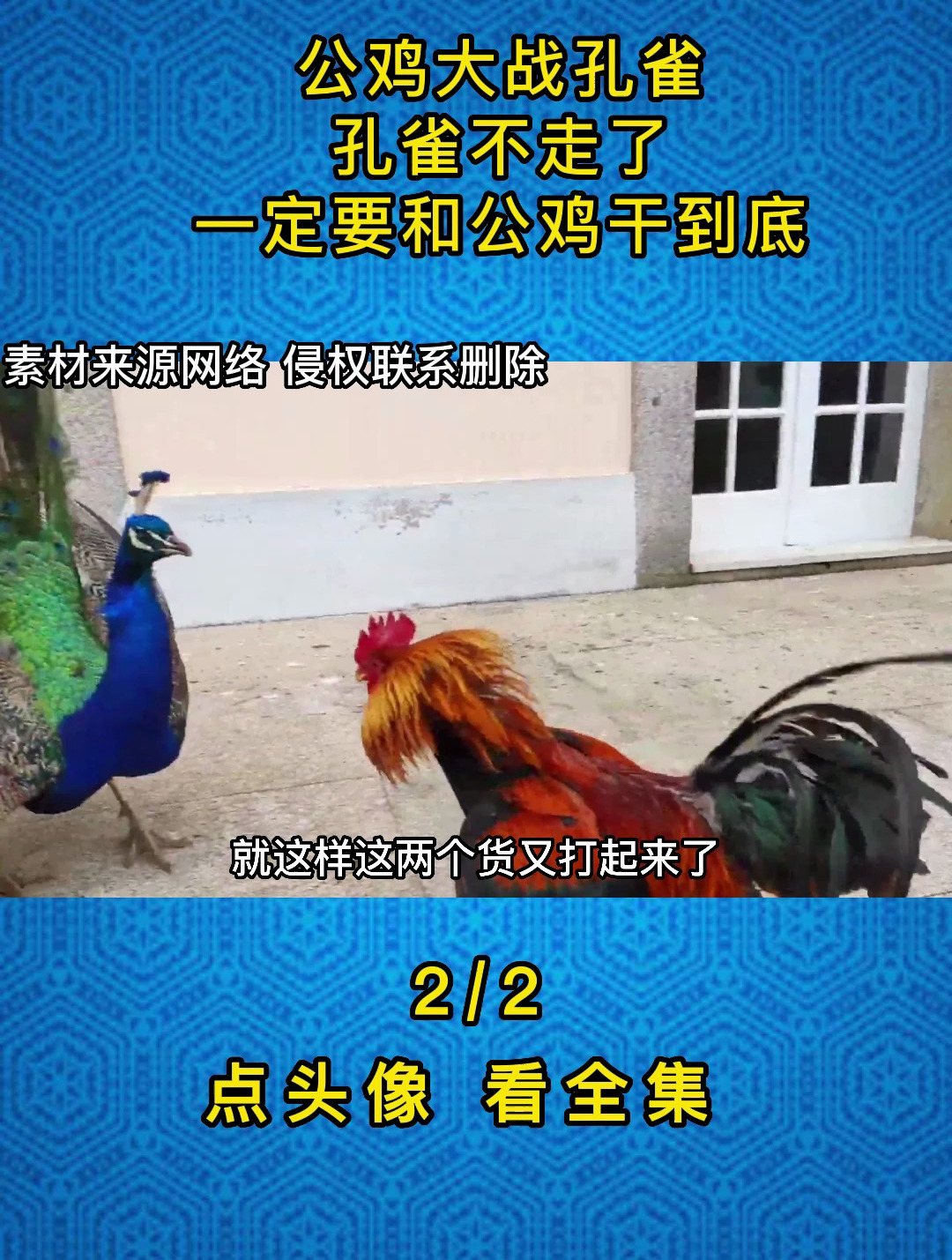 公鸡大战孔雀,孔雀不走了,一定要和公鸡干到底2