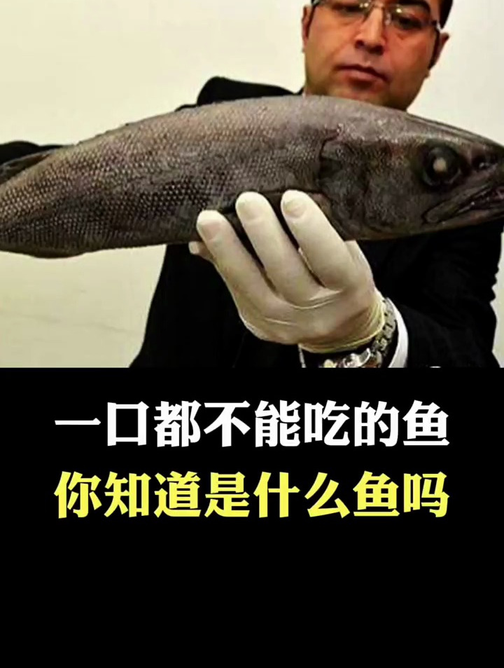 一口都不能吃的鱼,你知道什么鱼吗?