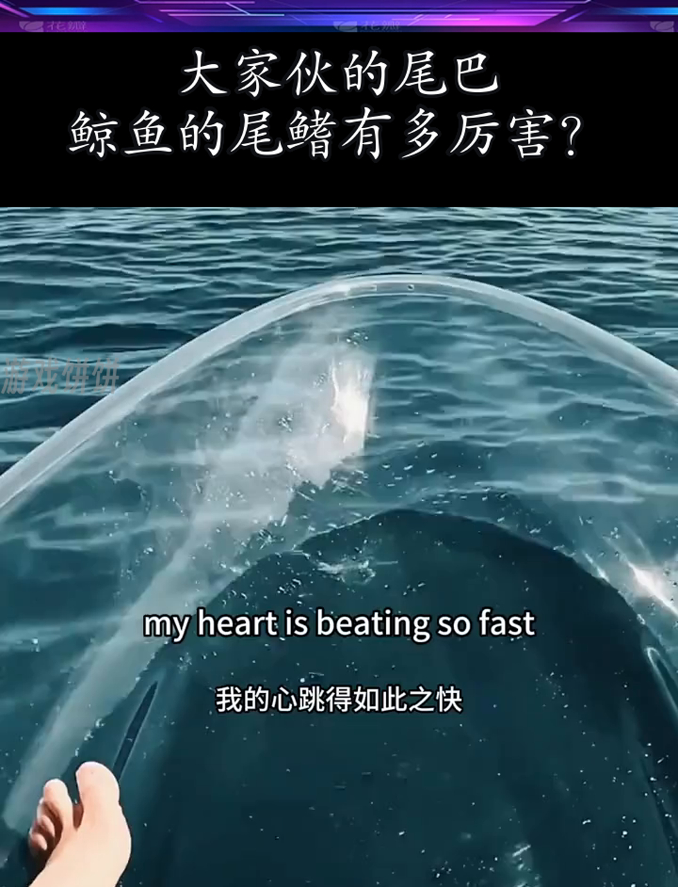 大家伙的尾巴,鲸鱼的尾鳍有多厉害?