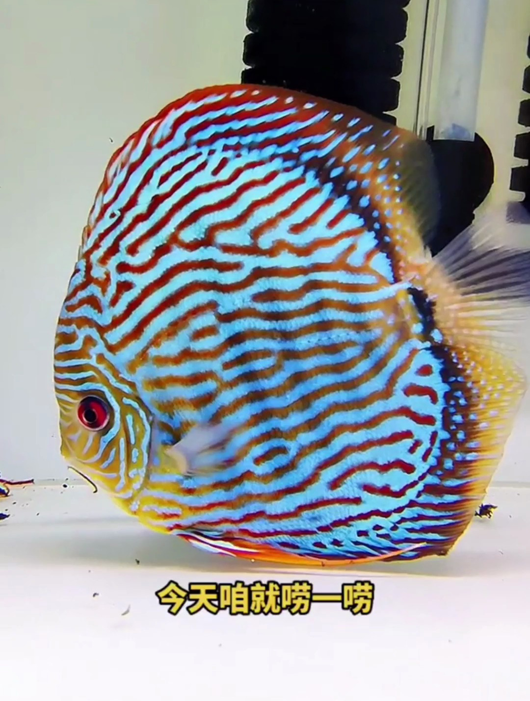 七彩神仙鱼多久开始发色？七彩开始发色的时候大概在7—8公分左右