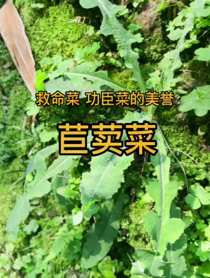 有:功臣菜,救命菜的美誉,还有兔子草,苦菜,猪草等等别名