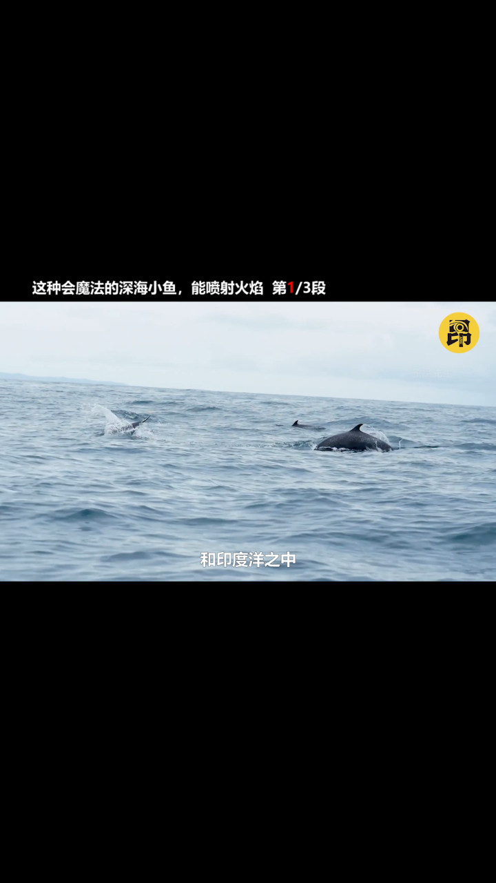 会魔法的小鱼,能喷射火焰,画面属实壮观!