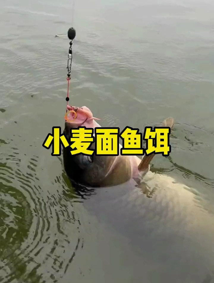 钓友分享:自制小麦面鱼饵,野钓大板鲫屡试不爽