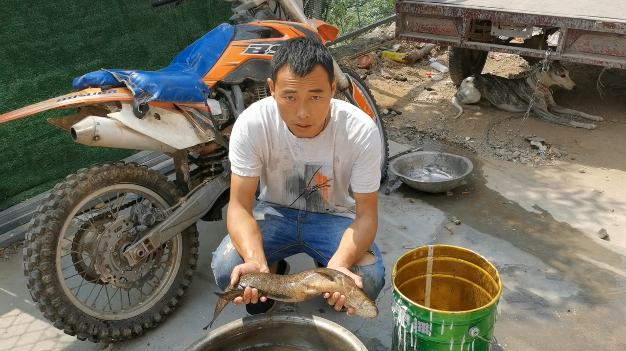 农村小伙下地笼逮了三条黑鱼,不舍得吃到街上去卖,看他能卖多钱