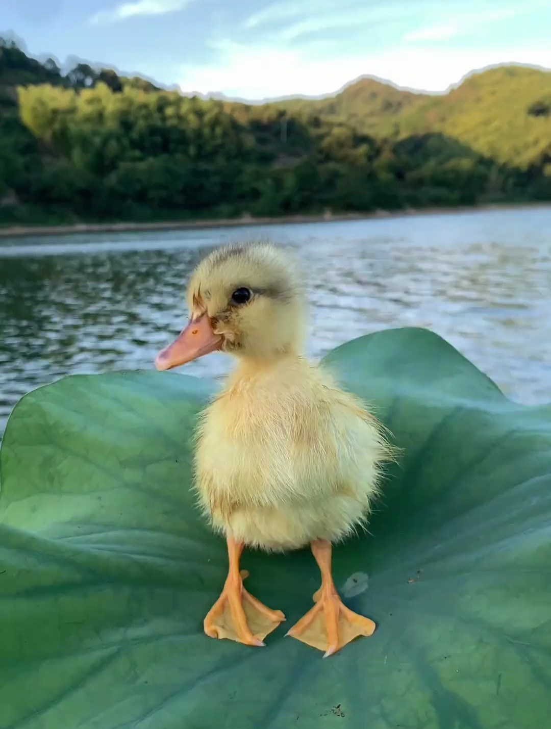 还可爱的小鸭子 大家喜欢吗