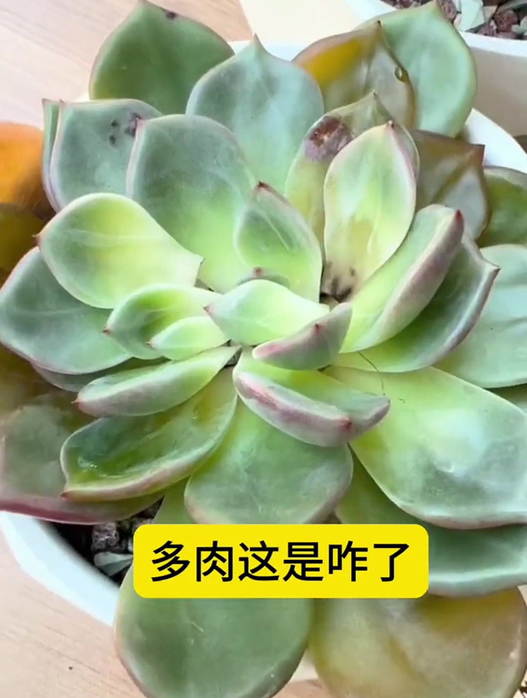 多肉这是咋了 我的多肉花园 多肉植物养护小常识 养护小知识