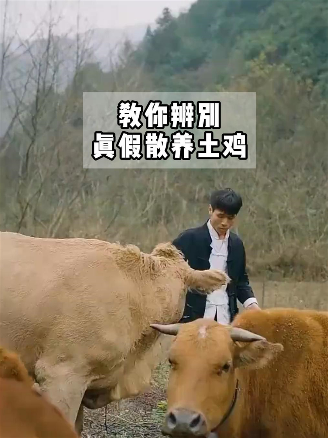 教你辨别真假散养土鸡