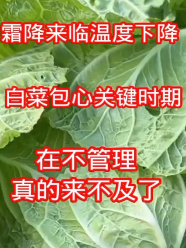 霜降来临气温下降,大白菜不包心包心慢一招解决
