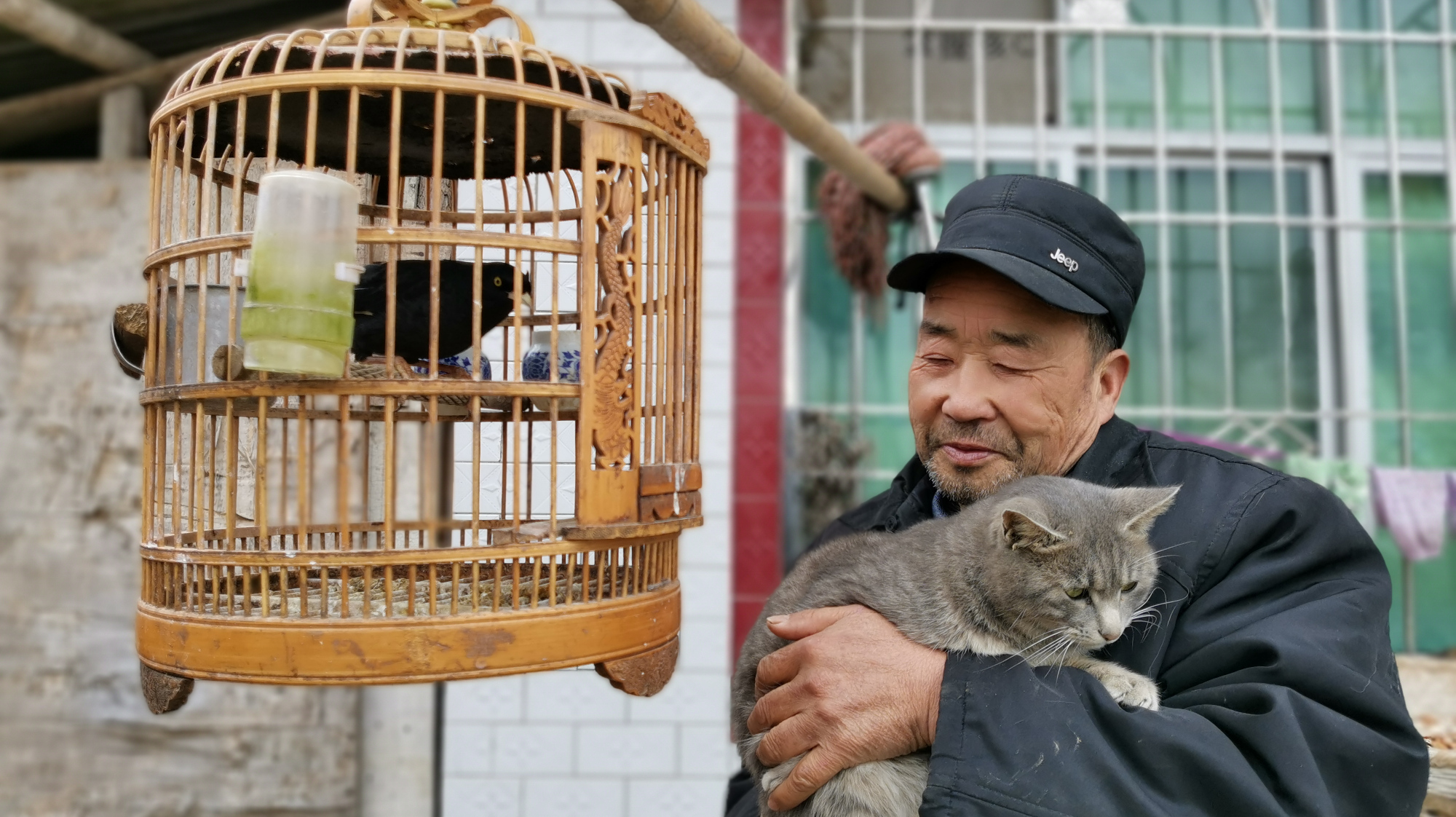 陕西大爷喜欢养小动物,八哥会说话贵妃鸡元宝鸽少见,生活有乐趣