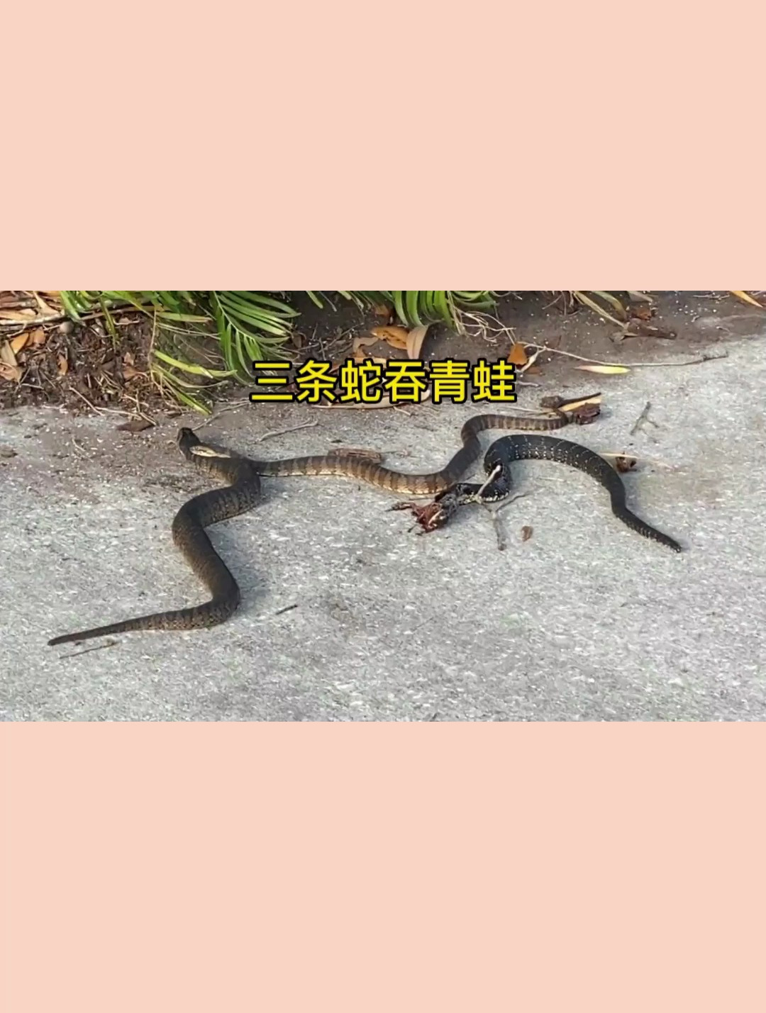 三条乌蛇为了一只青蛙 居然连同类家族成员都不放过