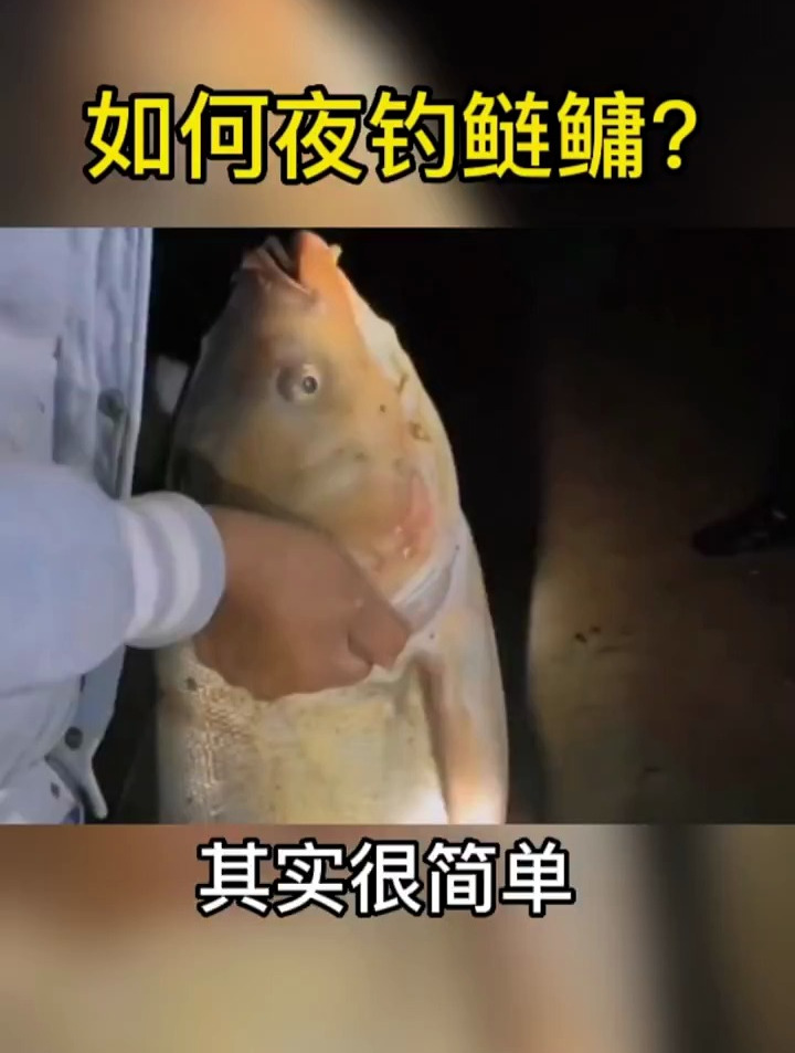很多人不知道夜间钓鱼的诀窍,如何野钓鲢鳙呢?