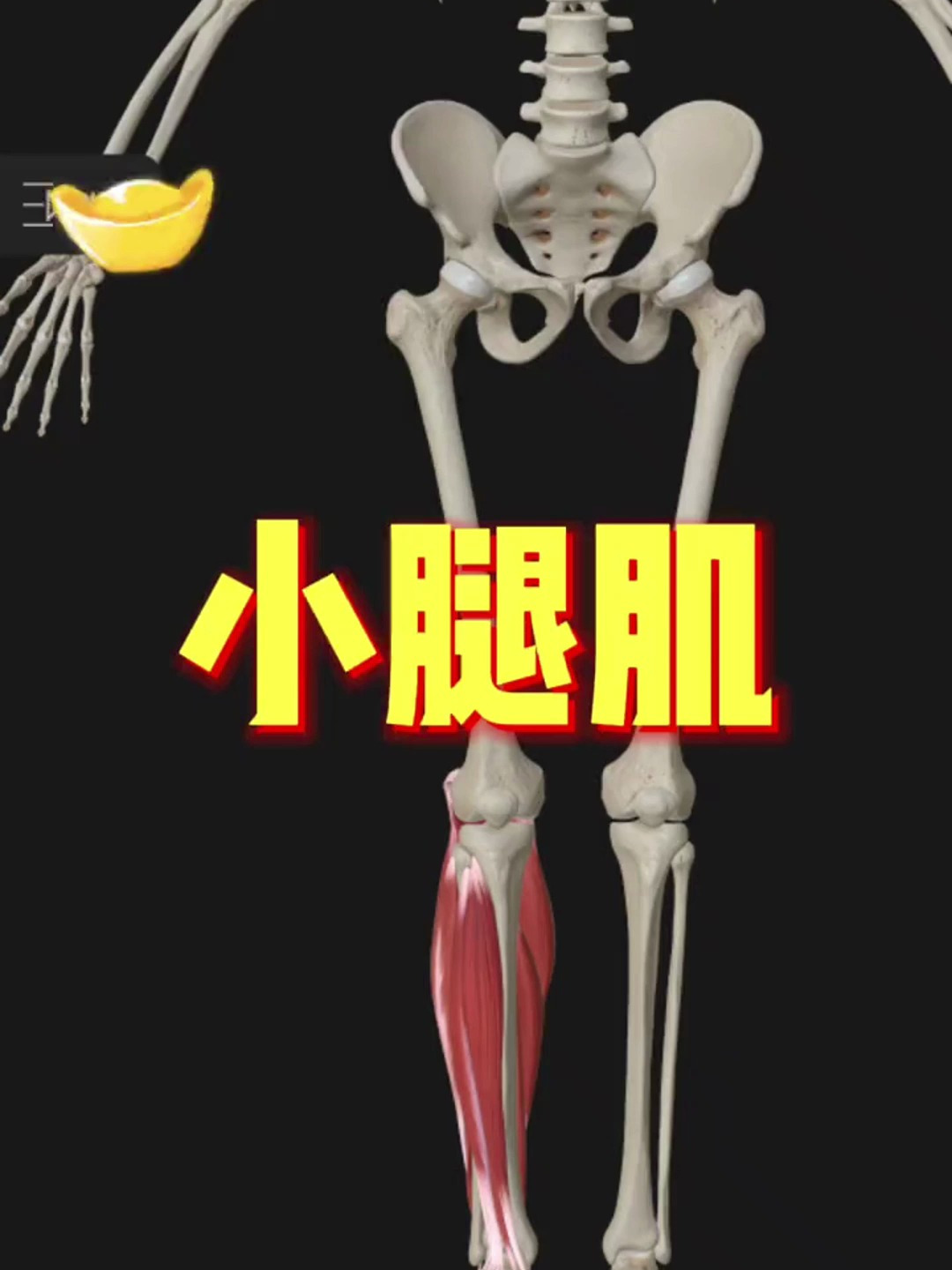 小腿肌,比起前臂还是比较简单的