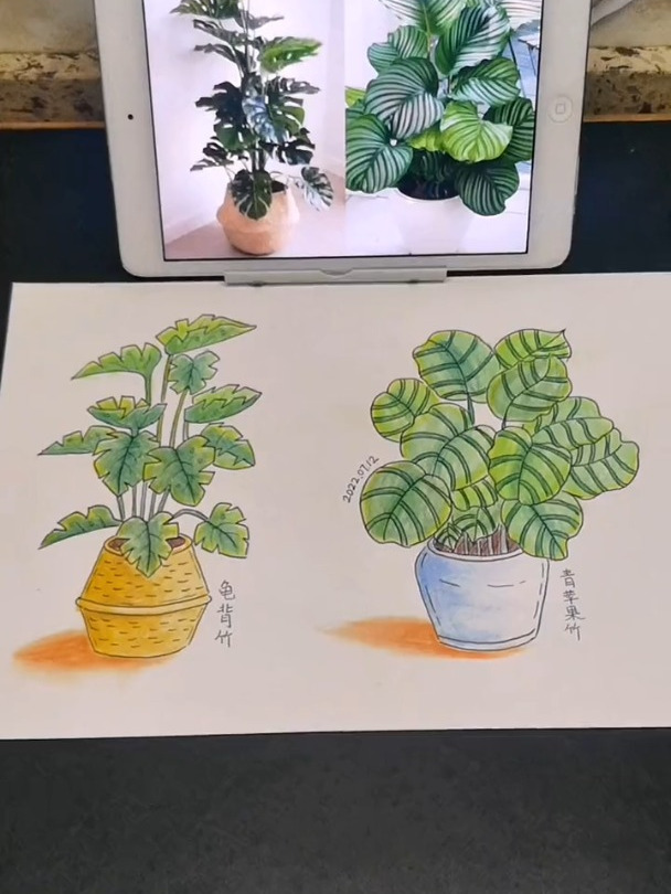盆栽植物创意画写生