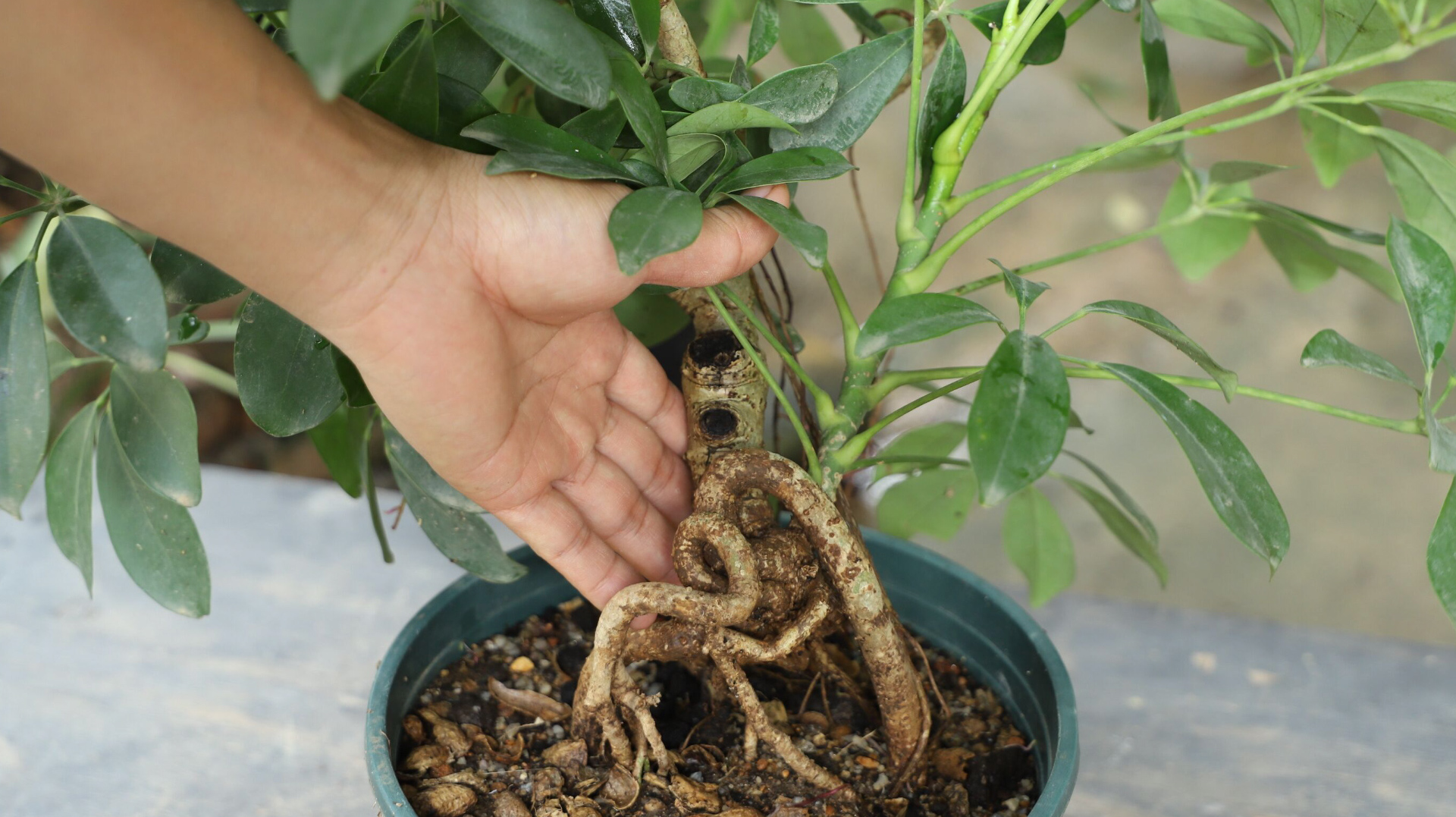 养盆景类的鸭脚木,谨记好3件事,长势旺盛,枝条圆润饱满不凌乱