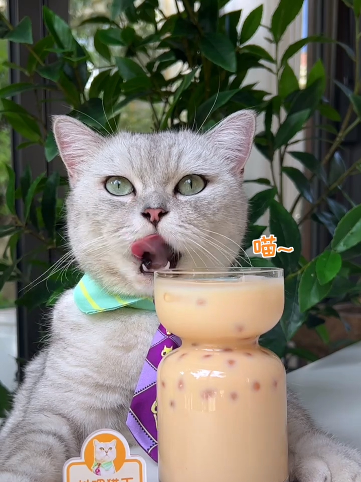 猫王:你喝过珍珠做的真珍珠奶茶吗?自制珍珠奶茶