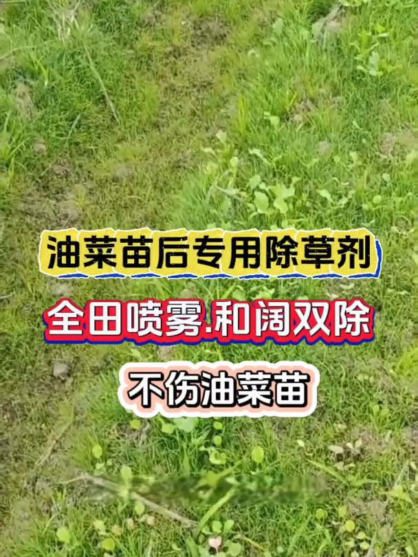 油菜田苗后专用除草剂,全田喷雾.封闭未出土的杂草,不伤油菜苗