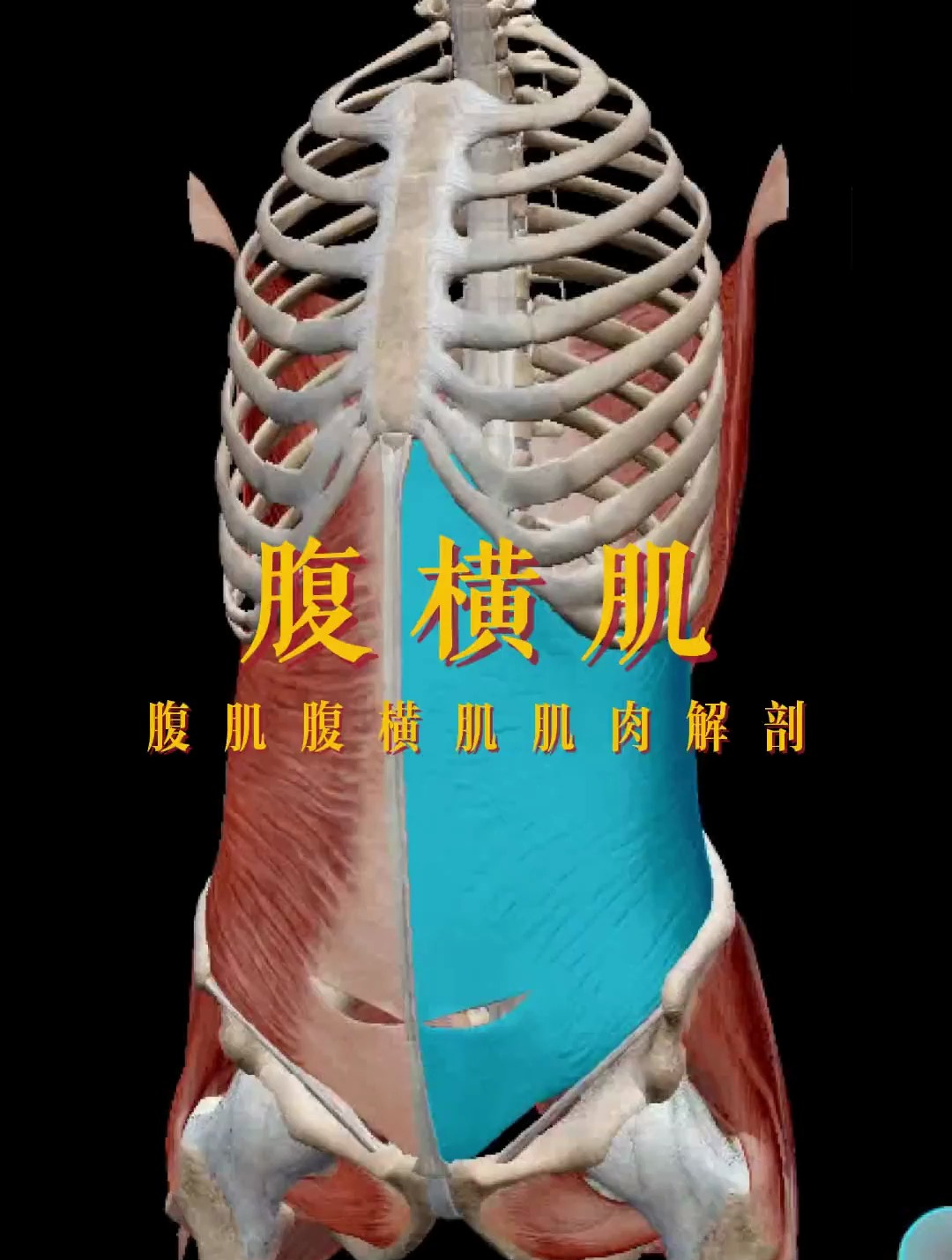 解读人体结构——腹横肌,肚子大,肚子痛要注意这个部位