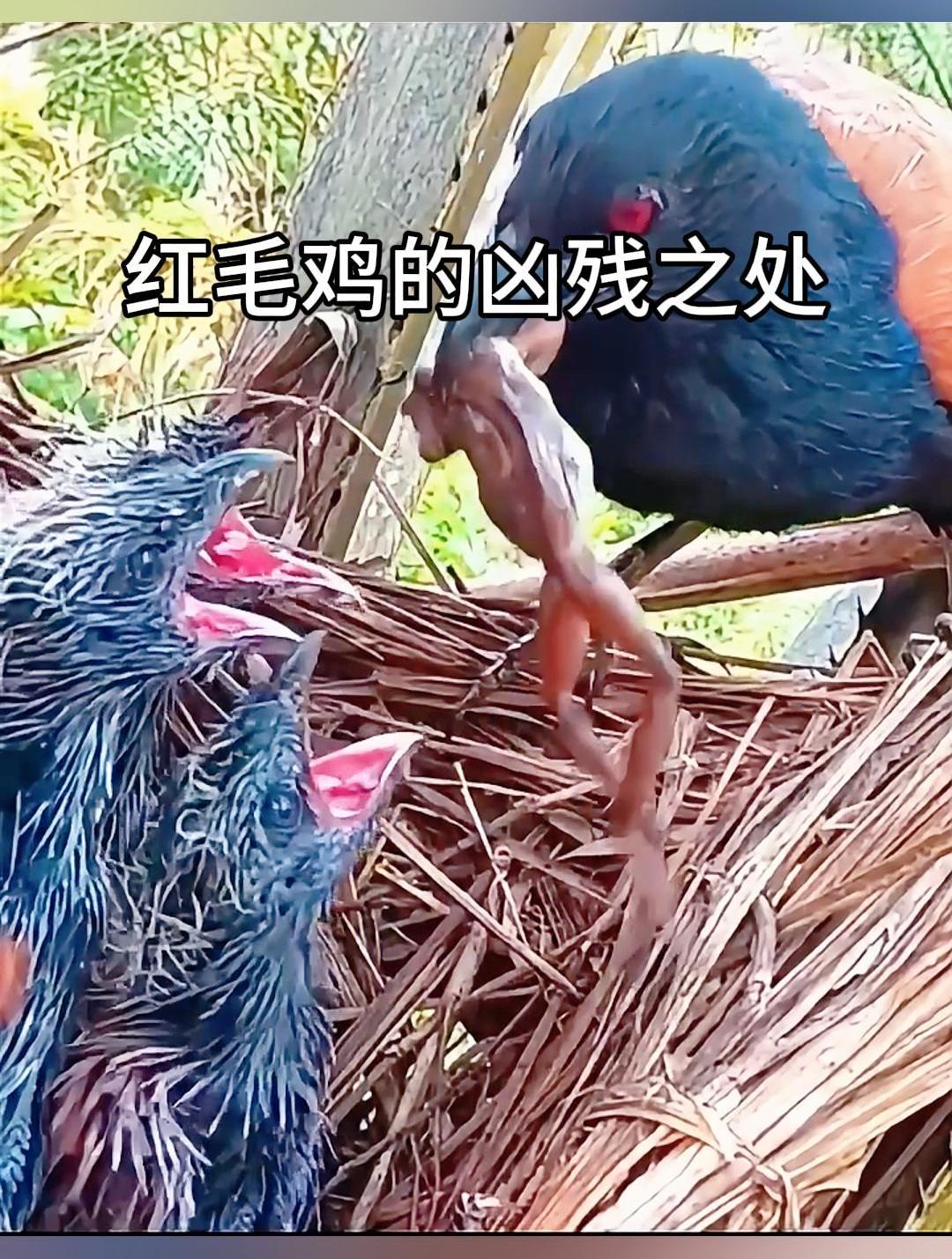 红毛鸡的凶残之处