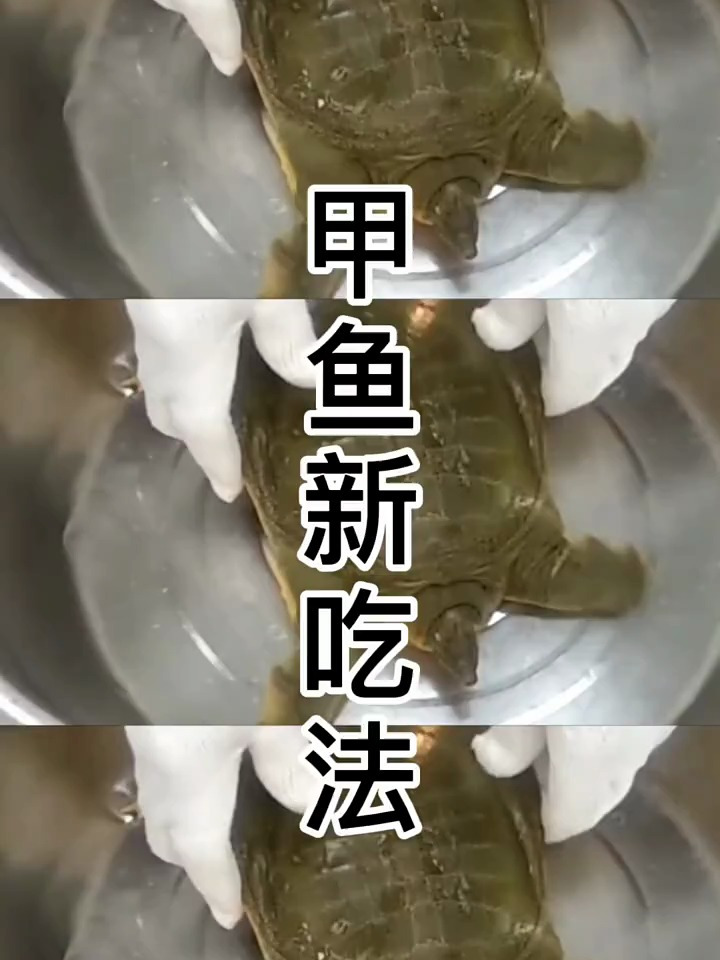 炖甲鱼汤 一定要最大程度保存甲鱼的血和胆