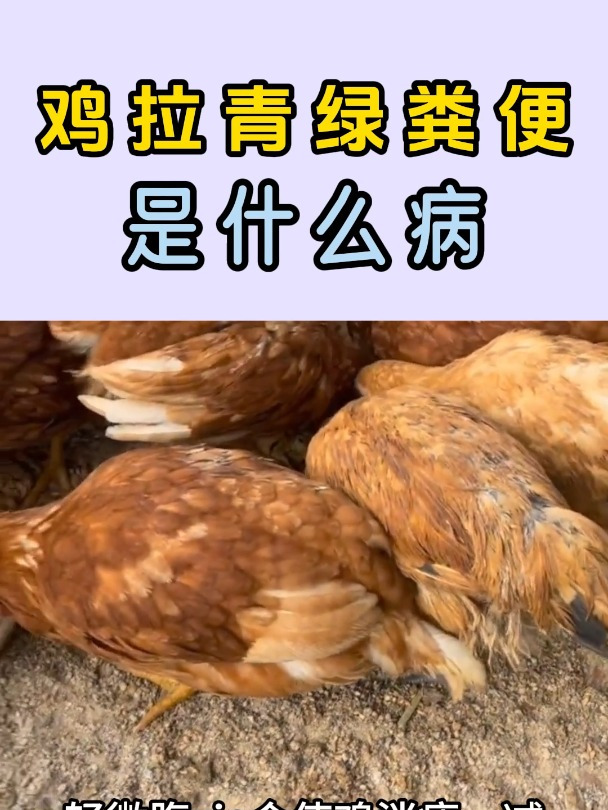 鸡拉青绿色粪便是什么病