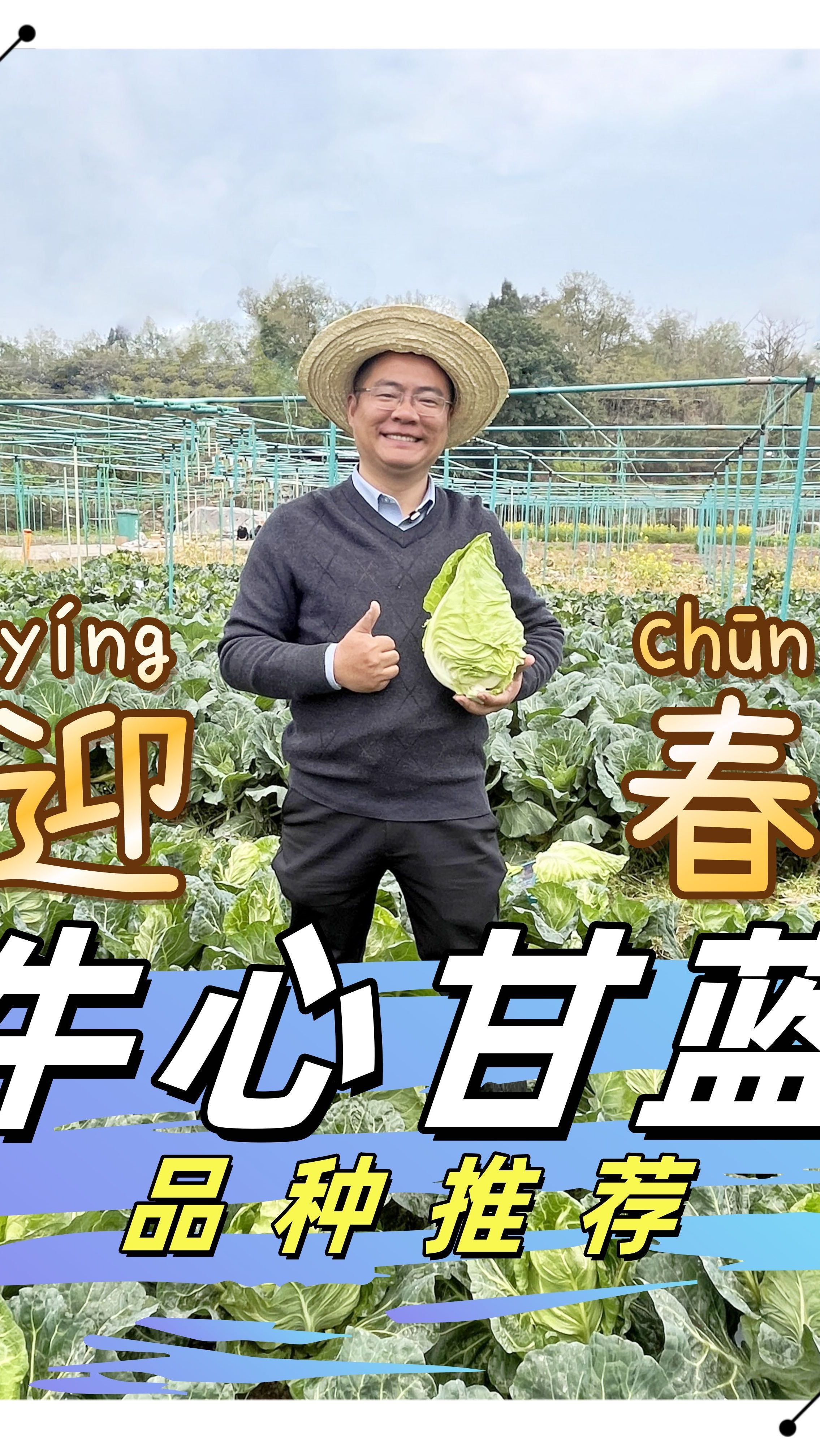 4月4日《迎春》牛心甘蓝品种推荐