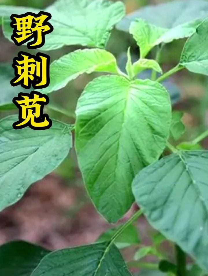 植物科普:你知道野刺苋还有这些用吗?