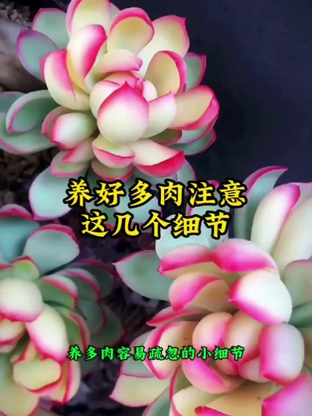 多肉植物养护小常识