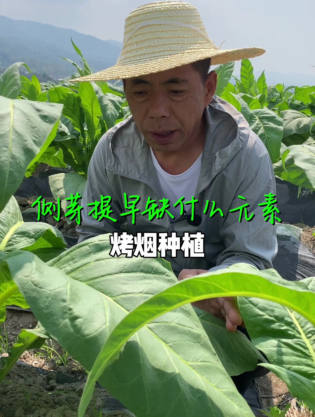 你知道烤烟侧芽在什么时间长出?侧芽提早是缺什么元素?