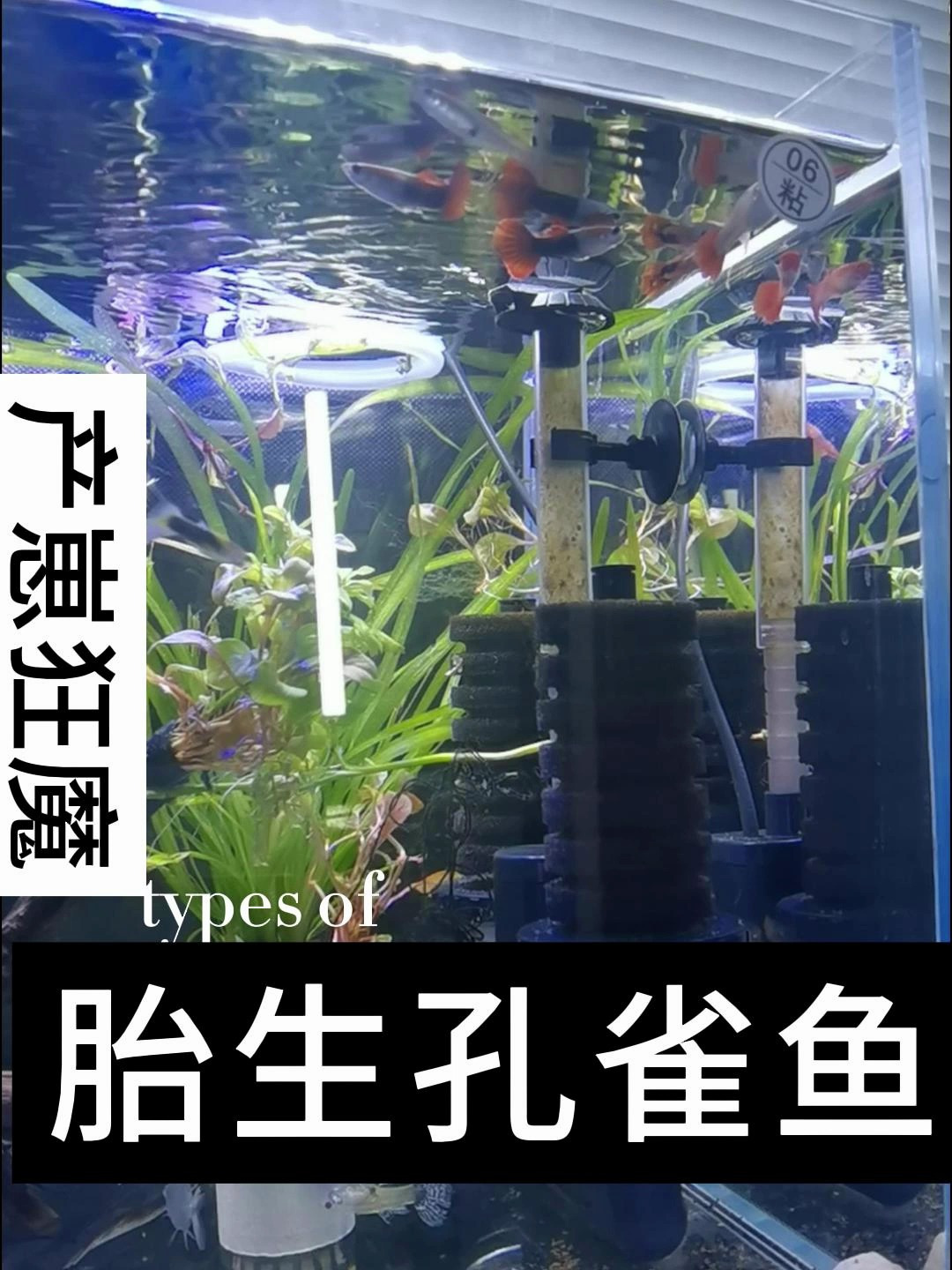 胎生孔雀鱼,亦有传说练手鱼,百万鱼的称号