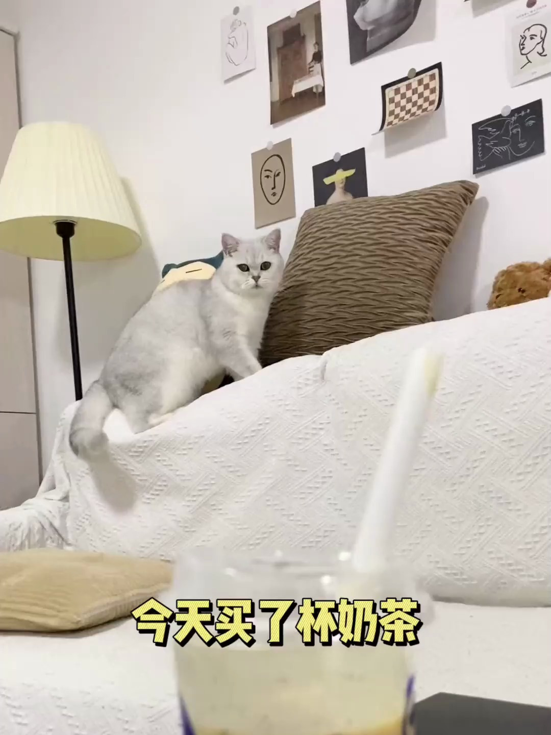为什么小猫咪偷喝奶茶还理直气壮