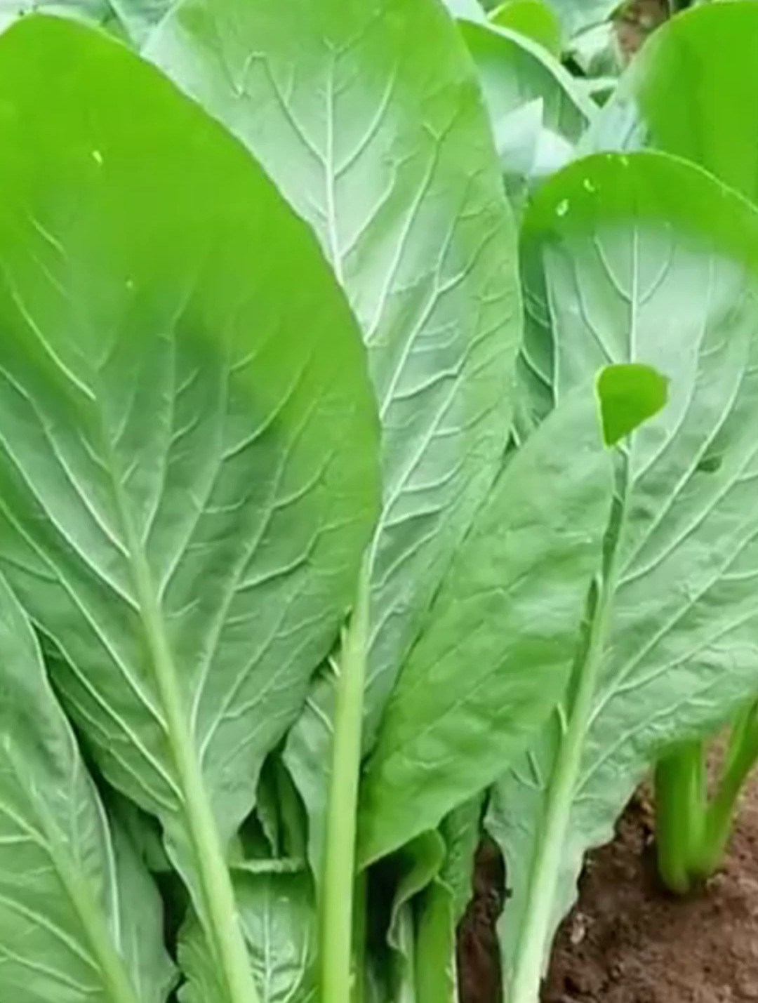 特别适合懒人新手种植青梗小白菜,生长速度特别快,18天左右成熟